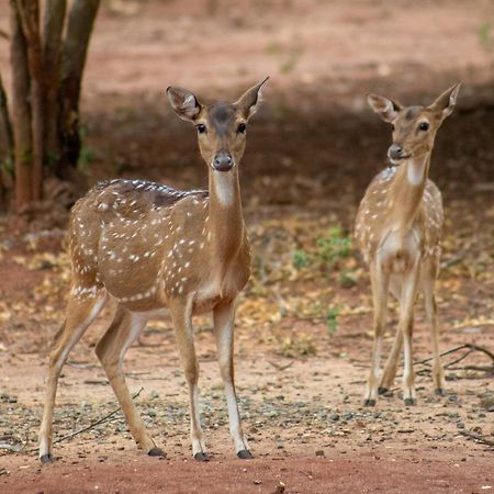 Yala Eco Bush Camp Ξενοδοχείο Εξωτερικό φωτογραφία